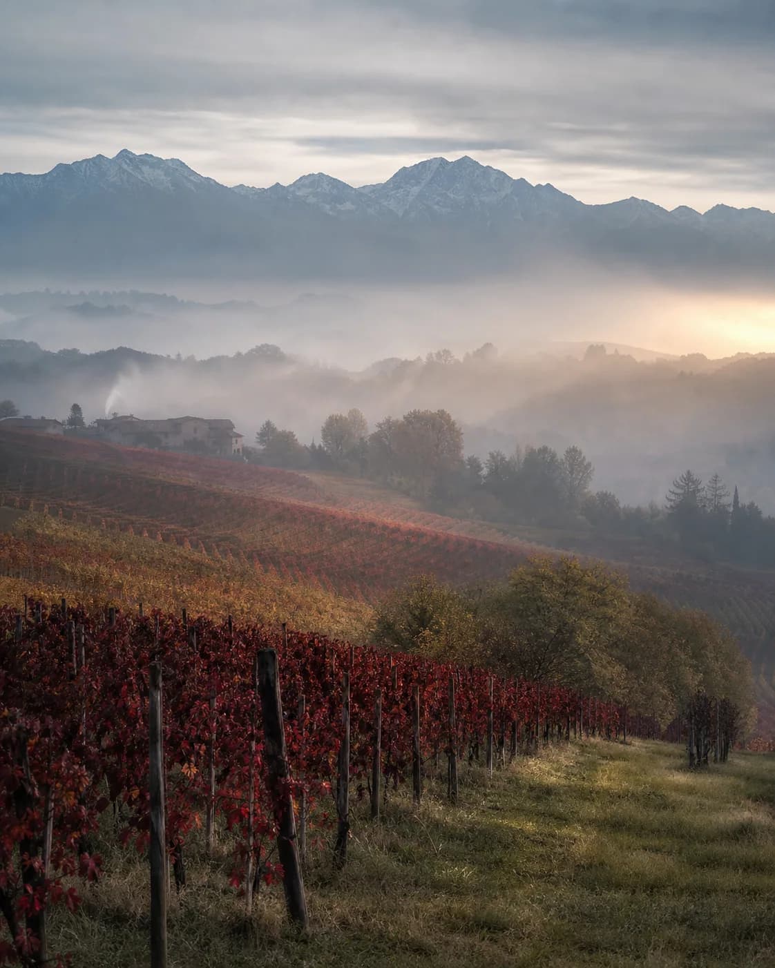 Paesaggio vinicolo in Piemonte