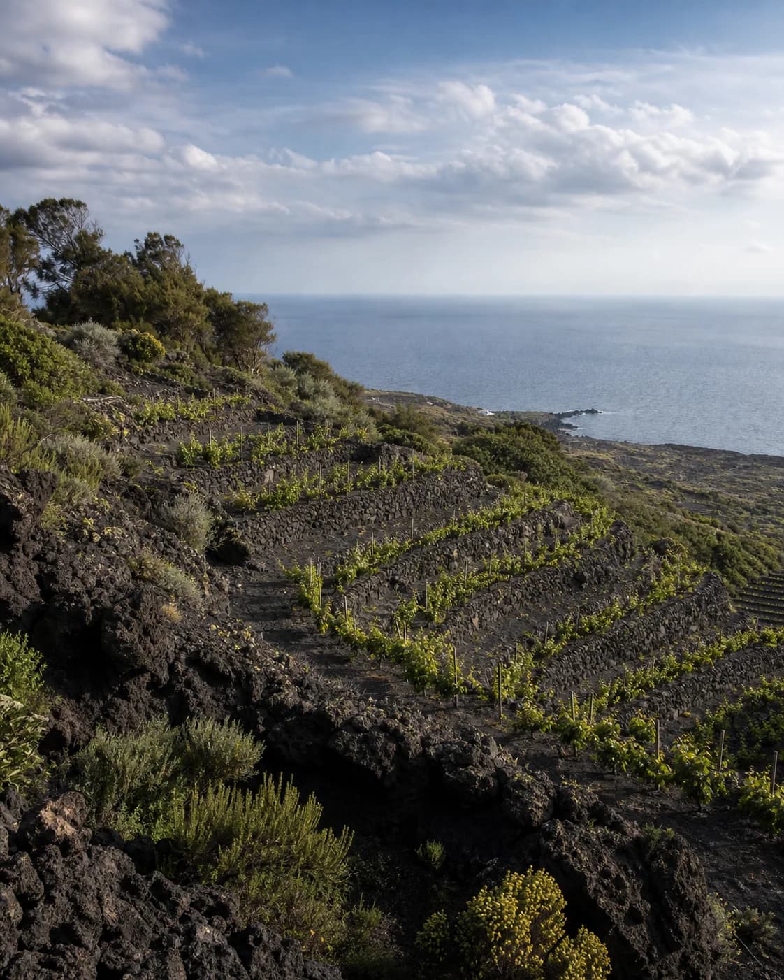 Paesaggio vinicolo in Sicilia